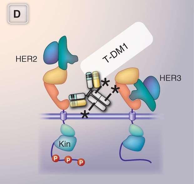 Fig. 2 Epitope binding of HER2 and EGFR therapeutic antibodies.(d) T-DM1.