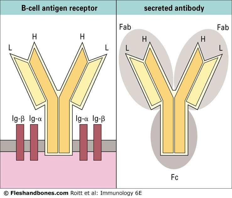TEMA 5. ANTICUERPOS Y SUS RECEPTORES The B-cell antigen receptor (left) consists of two identical heavy (H) chains and two identical light (L) chains.