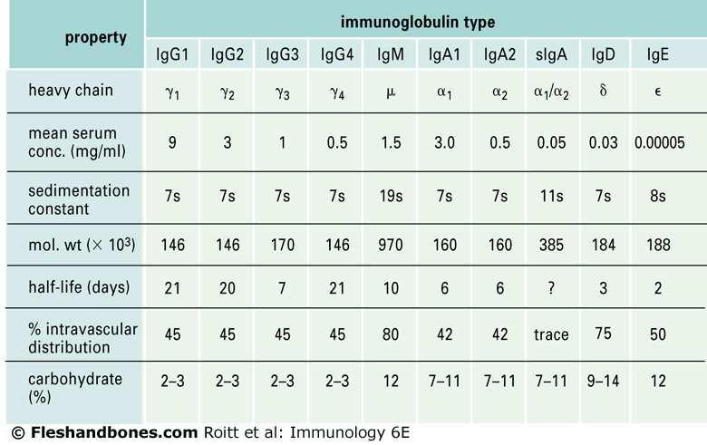 Each immunoglobulin class has a characteristic type of heavy chain. Thus IgG posessesγchains; IgM, µ chains; IgA, α chains; IgD, δ chains; and IgE, ε chains.