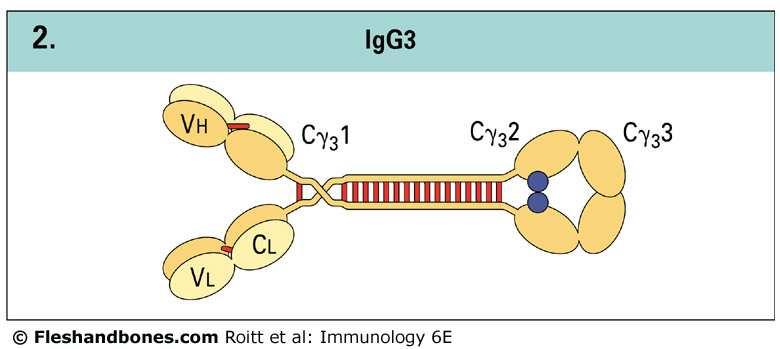 A model of IgG1 indicating the globular domains of heavy (H) and light (L) chains.