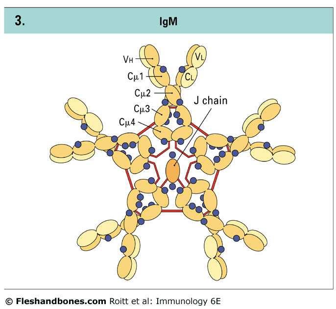 The carbohydrate units lie between the Ch2 domains. Polypeptide chain structure of human IgG3.