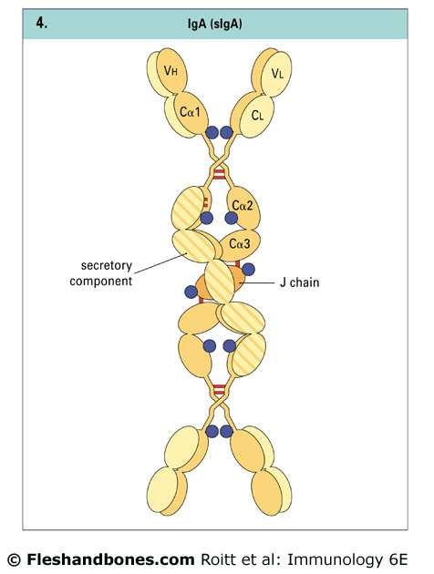 The secretory component of s- IgA is probably wound around the dimer and attached