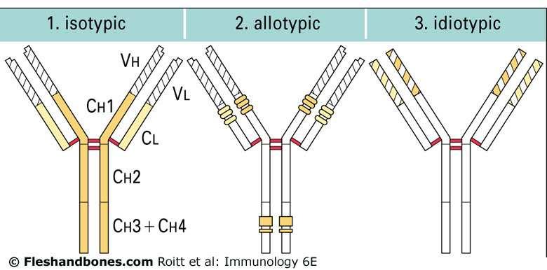 All immunoglobulins have the basic four-chain structure.