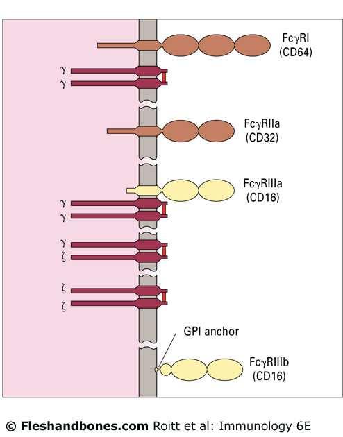 The human Fcγ receptor structures shown are those for FcγRI (expressed by monocytes), FcγRIIa (expressed by monocytes and neutrophils), FcγRIIIa (expressed by monocytes and attached as a normal