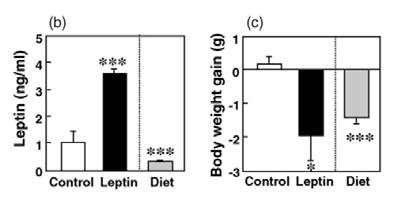 Exogenous leptin decreased B.