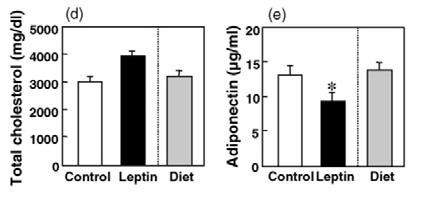 decreased serum adiponectin in mice
