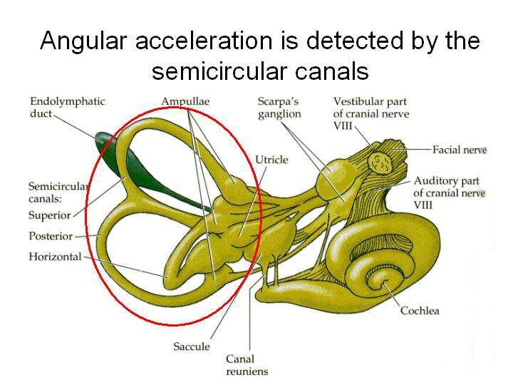 Slide 29 Angular acceleration (head turning) is also detected in the inner ear, adjacent to the otolith organs, in the semicircular canals (3 each side).