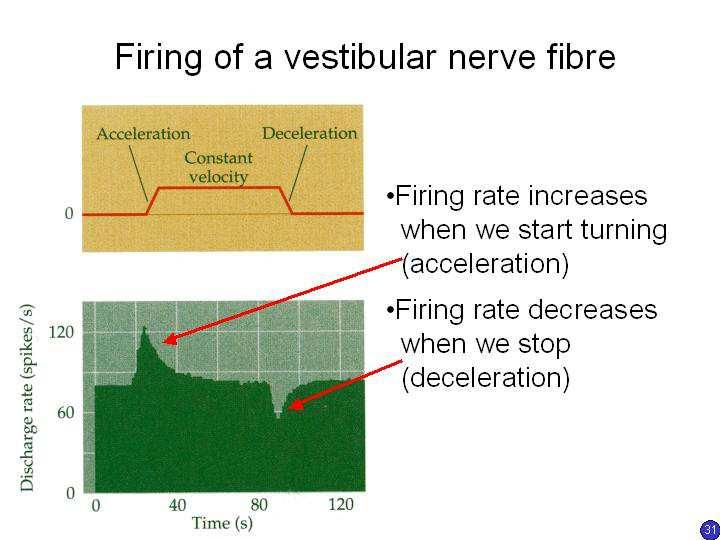 Slide 31 This means that when we turn continuously, as in the period marked Constant velocity, the hair cells are stimulated when we start to turn (during the acceleration phase), but as we continue