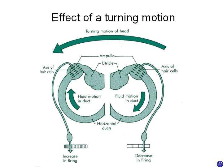 But when we stop, the hair cells are stimulated in the opposite direction as the fluid in the semicircular canals is decelerated, giving the familiar sensation that the room is spinning when we have