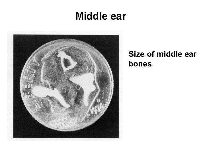 Slide 11 To compare the size of the bones with something easily recognisable, the bones of the middle ear are laid on a coin in this illustration from a U.S. textbook.