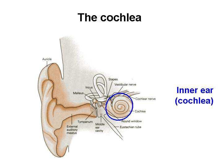You can work out from this that the bones are 5-9mm long, the smallest bones in our bodies. Slides 12-13 Position and structure of the cochlea. Imagine cutting through it (red circle in slide 13).