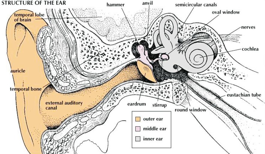 Figure 2.1: Overview of the main structures in the human auditory system. The figure shows that the external auditory canal leads to the eardrum, which is connected to the ossicles.