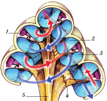 Figure 2.2: Cross-section of the whole cochlea, showing the subdivision into the cochlear duct (1), scala vestibuli (2) and the scala tympani (3).