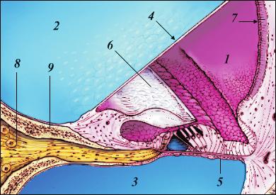 3: Cross-section of one single turn of the cochlea.