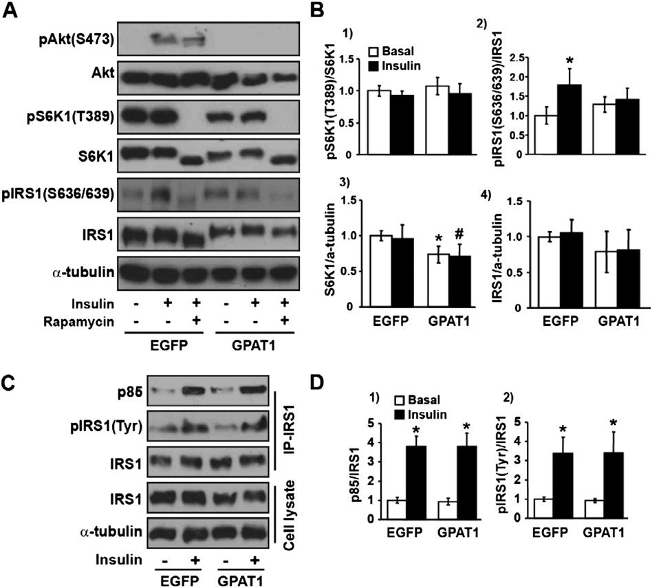Fig. S2. GPAT1-impaired insulin signaling is not due to altered mtorc1/s6k1 or IRS1/PI3K signaling.