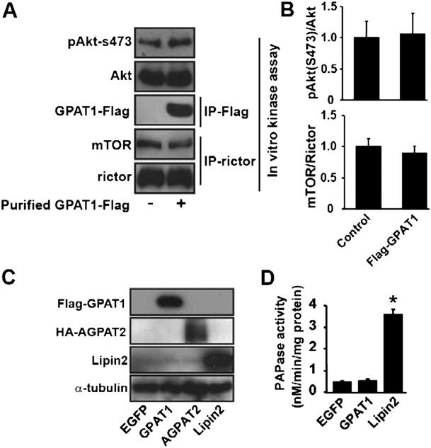 Fig. S4. Purified Flag-GPAT1 protein did not alter mtorc2 kinase activity. Overexpressed Flag-GPAT1, HA-AGPAT2, and HA-Lipin2 proteins and PAPase activity in mouse primary hepatocytes.