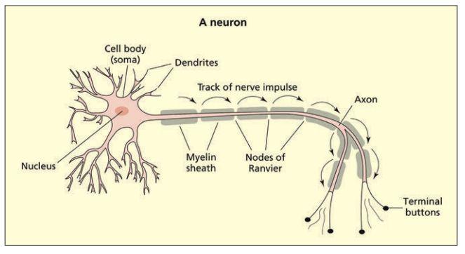 The nervous system (the neuron) Resting potential: -60 mv Threshold potential: -50mV Excitatory (+)