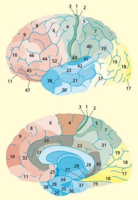 Brodmann areas Korbinian Brodmann defined and numbered areas based on their cytoarchitectural