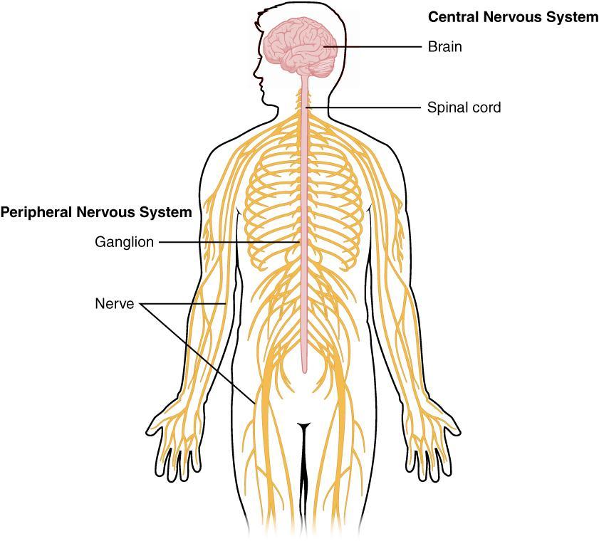 The nervous system (anatomy refresher) Signals to and from the brain go via the spinal cord