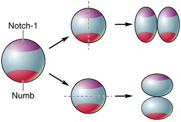 Inheritance of Cell Constituents After Horizontal or Vertical Cleavage Asymmetric cleavage generates a neuron which migrates away towards the basal pole and a precursor cell which remains at the