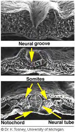 Neurulation The cells of the neural tube are NEUROEPITHELIAL CELLS Neural crest cells migrate out of neural tube Neuroepithelial cells are embryonic