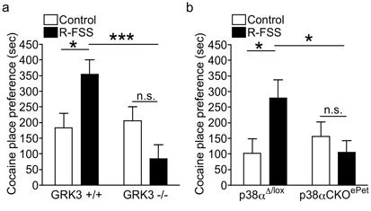 Figure 4.1. GRK3 and p38α MAPK in serotonergic neurons mediate stressinduced potentiation of cocaine-cpp.