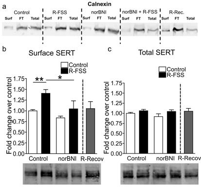 Figure 4.4. R-FSS increases SERT Vmax by increasing SERT surface expression. (a) Representative western blot images demonstrating biotinylation of only surface proteins.