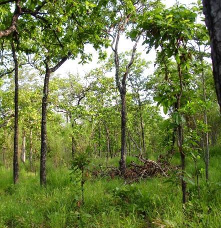 forest on limestone Ecosystems