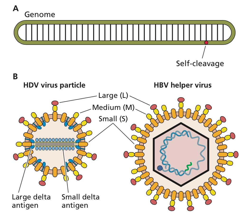 HDV and HBV Principles