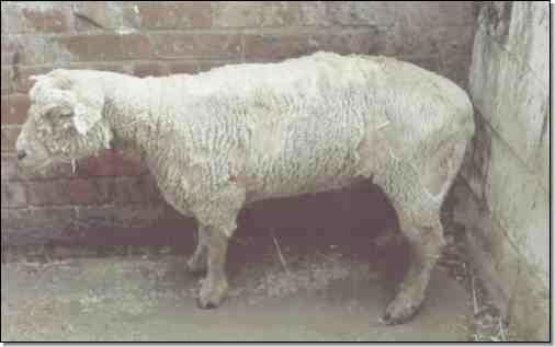 Scrapie First TSE recognized Infected sheep rub on fences Motor disturbances, uncontrollable trembling (tremblant du mouton),