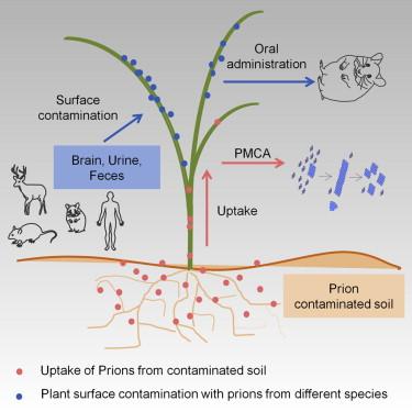 Grass plants bind, retain, uptake, and transport infectious prions