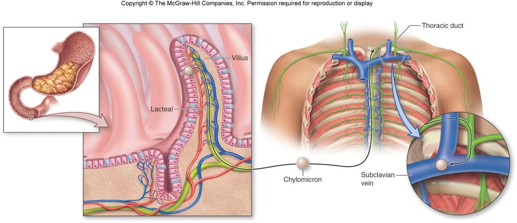 Journey Into the General Circulation Chylomicrons are transported from the SI through the lacteals in the lymphatic