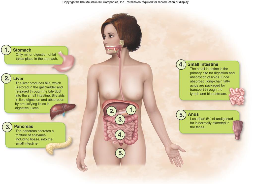 Summary of lipid digestion and