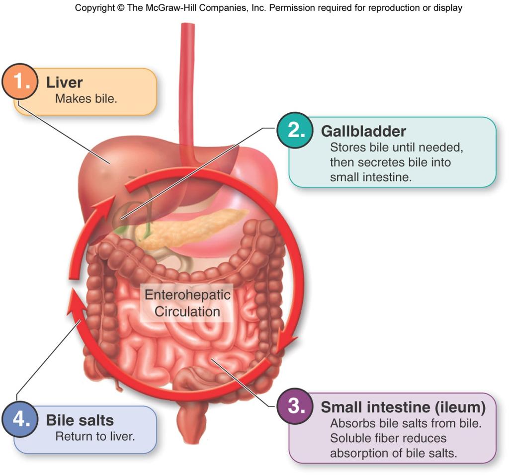 Recycling Bile Salts Enterohepatic Circulation After bile salts are used to aid lipid digestion, the salts are absorbed in the ileum and return to liver for the production of new bile.