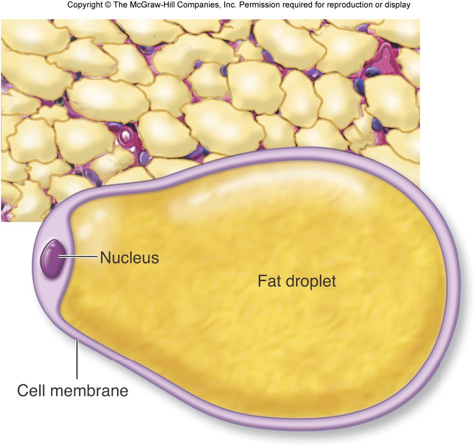 Adipose cells store triglycerides as fat droplets. Adipose cells can break down triglycerides into fatty acid and glycerol molecules before releasing them into blood stream.