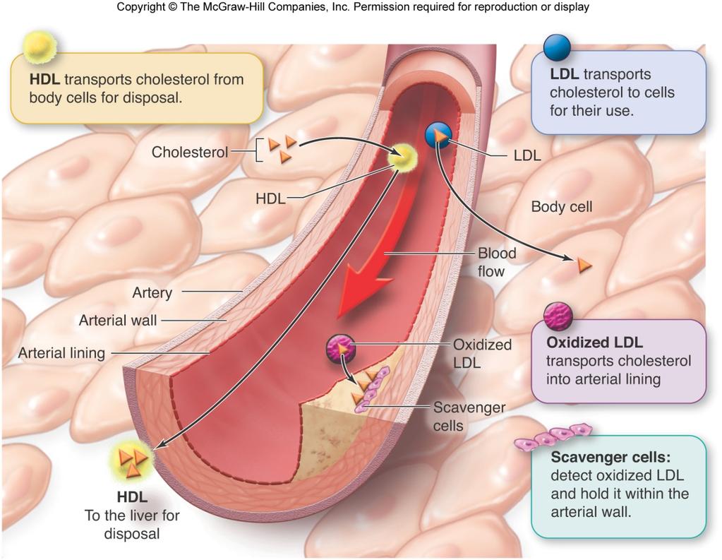 Roles of HDL, LDL, and Oxidized LDL