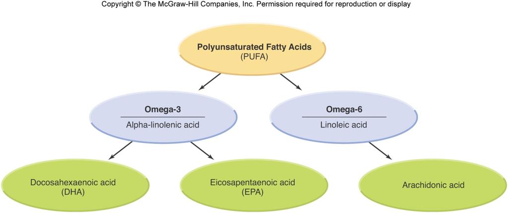 Essential Fatty Acids Essential - you must have them in your diet