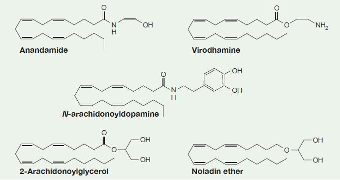 The endogenous cannabinoids