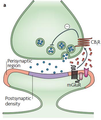 Circuit Breaker Function of CB Receptors Neurotransmitter (eg.