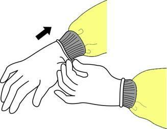 How to Don Gloves Don gloves last Select correct type and size Insert hands