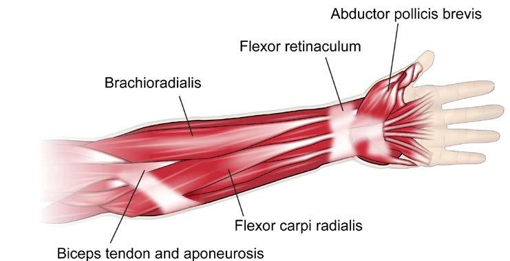 Figure 4. Some muscles of the forearm and hand. The motor nerve to the abductor pollicis brevis muscle (the median nerve) is easy to stimulate at the wrist and elbow.