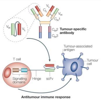 Chimeric Antigen Receptor (CAR): T Cell + Antibody = T Body Kershaw MH et al. Nature Reviews Immunology. 2005:5;928-40.