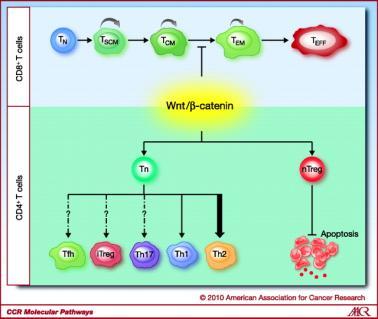 Wnt/β-catenin Signaling is Involved with T-cell Differentiation, Polarization, and Survival Wnt/b-catenin signaling Gattinoni L et al.