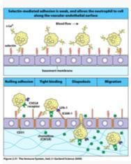 Eosinophils 1 to 5 Basophils 0 to 1 Normal White Blood Cell Count = 4 to 5 x10 9 cell per L Granulocytes Function Antimicrobial