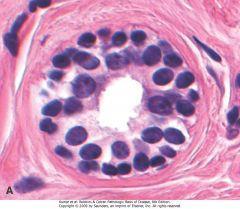 Mammary gland 2 types of epithelial cells are present: Luminal
