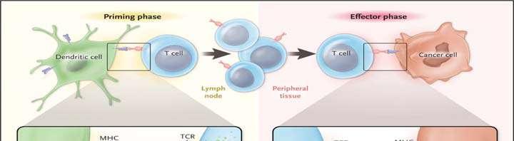 Immune therapy in triple negative breast cancer PD