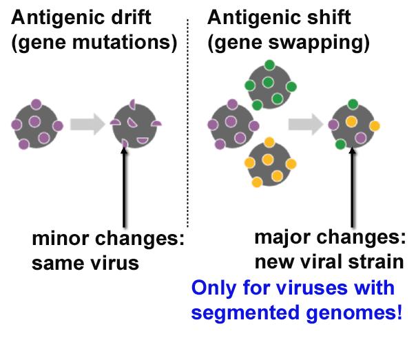 LESSON READINGS Viruses mutate via antigenic drift and antigenic shift Antigenic drift is the name given to the random mutations that accumulate during replication As we saw in the last lesson,