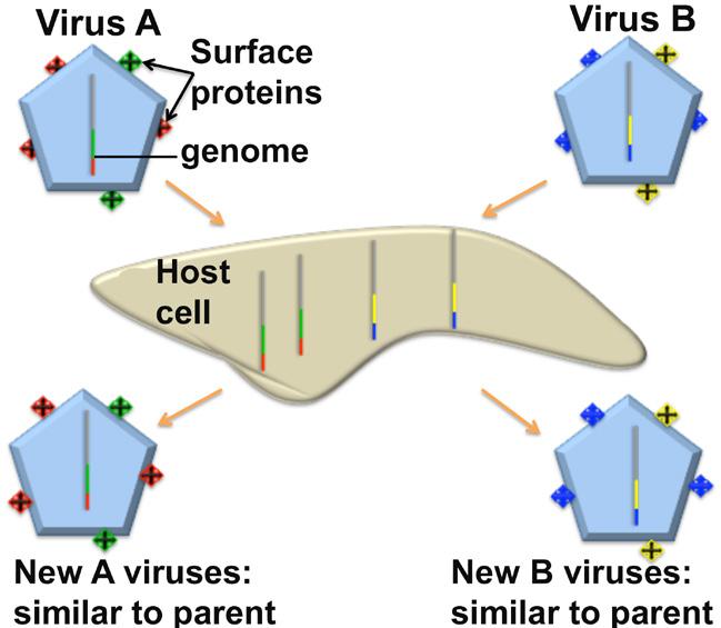 DEFINITIONS OF TERMS Viral strain genetic variant of the same virus. For a complete list of defined terms, see the Glossary.
