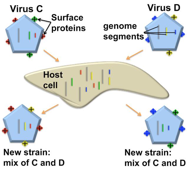 LESSON READINGS Figure 5: Segmented viruses can exchange genes when they infect the same host cell.
