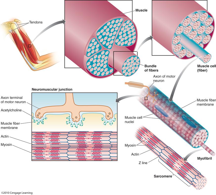 OF MUSCLE POTENTIALS Muscles = thousands of individual fibers that are divided into sarcomere